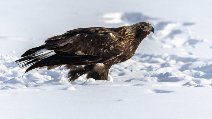 冰封天地间 金雕巡游抓捕野兔