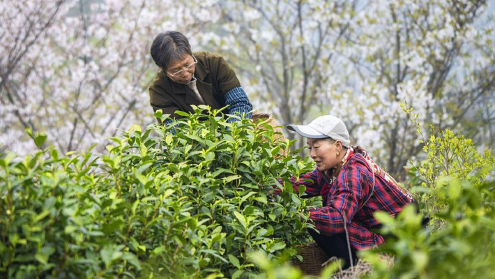 安徽铜陵：采茶工采摘明前茶