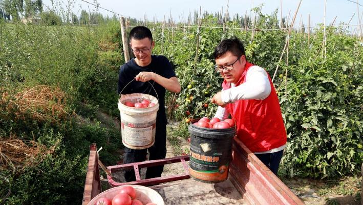 新疆阿瓦提县：西红柿采摘上市