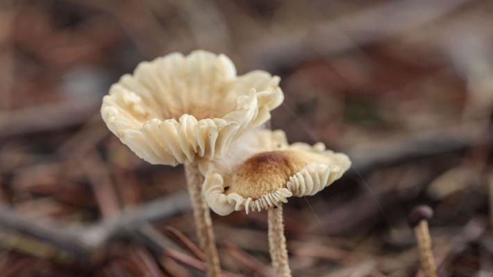 江苏淮安：雨后野生蘑菇破土而出