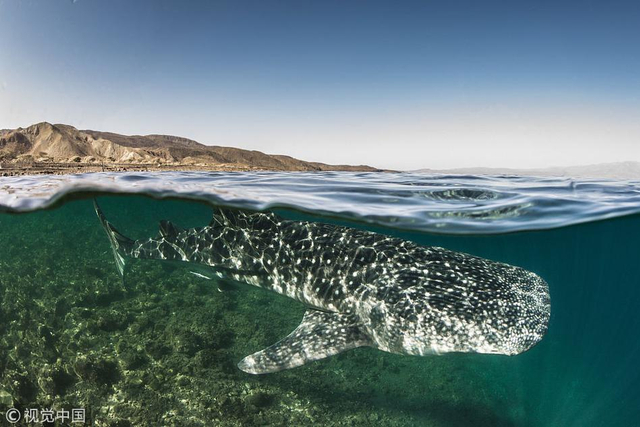 5米的小鲸鲨被吸引过来,沃伦高兴地潜下去,依靠着灯的光线拍到了它的