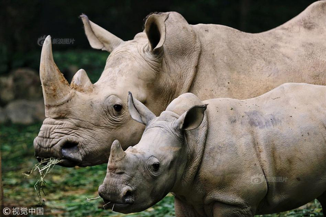广州:中国首只白犀牛"子二代"公开亮相