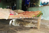 凌晨1:30 床下趴着一条大鳄鱼