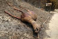 加州大火肆虐 野鹿被烧成干尸