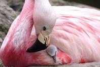 英国：“不孕不育”火烈鸟被激生育本能 时隔15年再下蛋