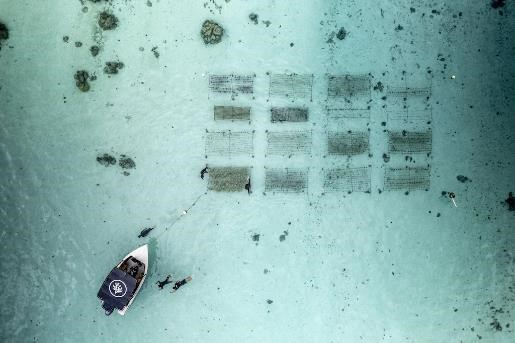 俯瞰“珊瑚园丁”团队在法属波利尼西亚莫雷阿岛珊瑚养殖场工作。© Rolex