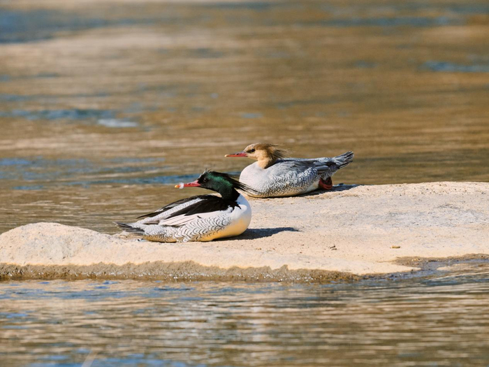 專家推斷如今中華秋沙鴨全球僅剩不到5000隻，也因其瀕危狀態被稱為“水中大熊貓”。勞力士“保護地球·恒動不息”計劃正在支持北京林業大學保護這一珍稀物種，並通過這一行動保護人類賴以生存的生態係統。 ? Rolex/Chengyi Li