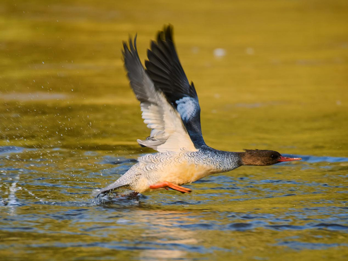 中華秋沙鴨與地球三大生態係統密切相關——繁殖季節它依賴於森林生態係統，越冬季節，它指示著濕地生態係統狀況；換羽期間，它可能會利用海洋生態係統。? Rolex/Chengyi Li
