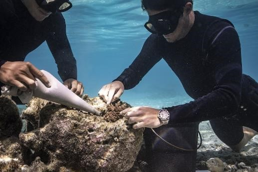  泰阿诺・铁胡和和蒂托安・贝尼科特一起使用海洋水泥将生长在珊瑚苗圃中的珊瑚碎片粘在受损的珊瑚礁上。© Rolex