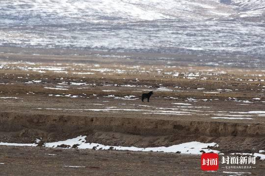世界自然基金会在三江源国家公园拍摄到的黑狼。 （图片来源 李理/WWF China）
