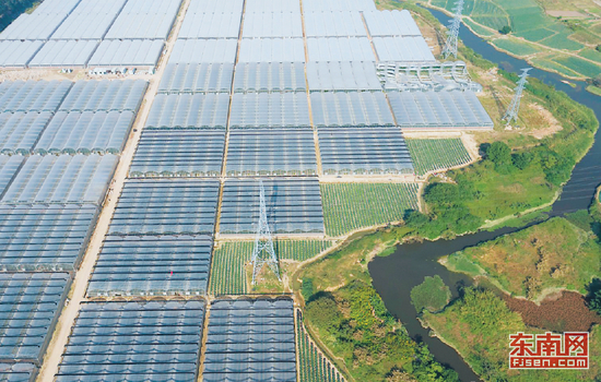 2015年成立的力豪现代农业有限公司，承包1600多亩土地，在居住密集的镇区附近的有限土地上建设现代化控温大棚，摸索高质量可持续的农业种植模式。　　福建日报记者　王毅　摄