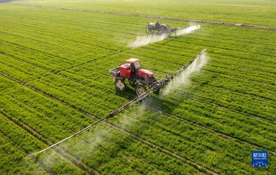 在江苏省海安市大公镇贲集村，村民驾驶植保机械在小麦田间进行喷洒药物作业（3月9日摄，无人机照片）。新华社发（翟慧勇 摄）