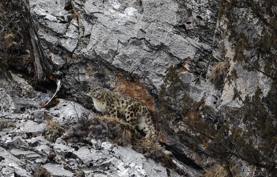  2023年2月21日，在青海省玉树藏族自治州杂多县昂赛乡境内的昂赛大峡谷内，一只雪豹准备向上攀爬。新华社记者 费茂华 摄