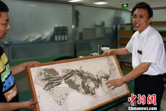 成果论文第一作者、中科院古脊椎所博士生裘锐展示介绍“干戚刑天龙”复原图。　孙自法　摄