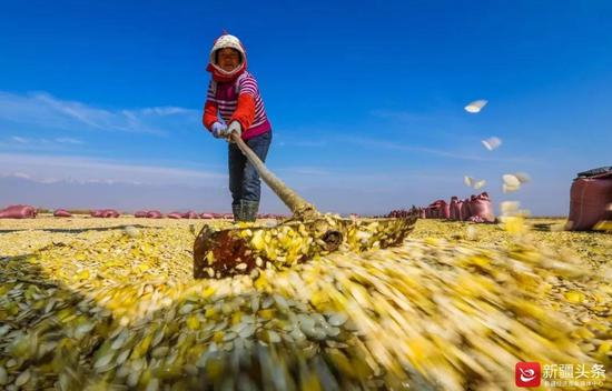 金灿灿的打瓜子地里，洋溢着丰收的喜悦。图/于苏甫·艾尼