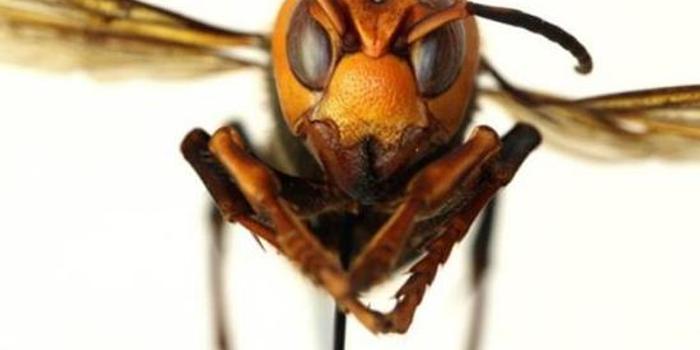 虎头蜂飞进家里能不能打死 虎头蜂飞进家里能不能打死它