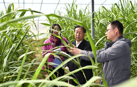  菌草专家林占熺（中）在宁夏银川市永宁县闽宁镇农户刘昌富的大棚里查看菌草生长情况（2021年3月29日摄）。新华社记者 王鹏 摄