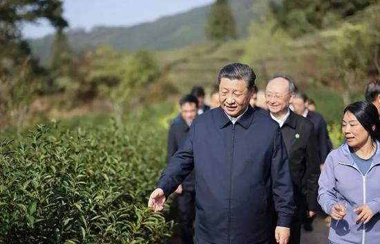 △2021年3月22日，在福建考察的习近平来到南平市星村镇燕子窠生态茶园，察看春茶长势，了解当地茶产业发展情况。&nbsp;