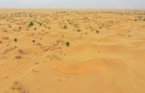 治沙客在内蒙古库布其沙漠亿利生态治理区种植苗木（2023年4月27日摄，无人机照片）。新华社记者 刘磊 摄