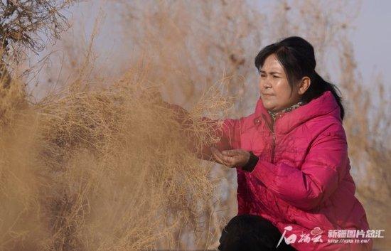 11月29日，在且末县河东治沙基地，帕提古丽·亚森在收集梭梭种子。苏鑫 摄