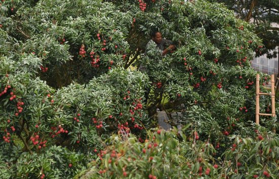 果农在广东茂名高州名园生态园采摘荔枝（2025年6月4日摄）。新华社记者 邓华 摄