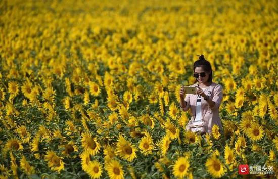 向日葵朵朵花盘果实饱满引游人驻足拍照。图/巴州访惠聚办公室