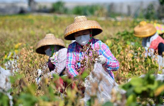 工人在采收中国农业科学院油料作物研究所在三亚繁育的大豆（2020年2月27日）。新华社记者 郭程 摄