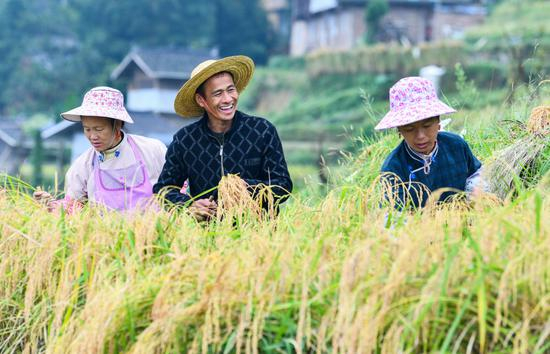 贵州省从江县加榜乡加车村的农民在收割水稻（2020年9月19日摄）。新华社记者 杨文斌 摄