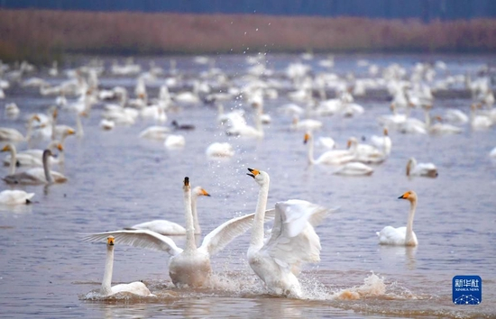  天鹅在河南省三门峡黄河湿地嬉戏（2022年11月22日摄）。 新华社记者 郝源 摄