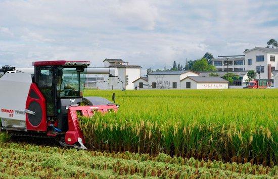 2023年8月28日，收割机在永丰村高标准农田内收割水稻。十多年来，科研团队从500余个省内外优良品种中筛选出29个适合当地种植的高产、优质、宜机化品种在眉山当地大面积应用。