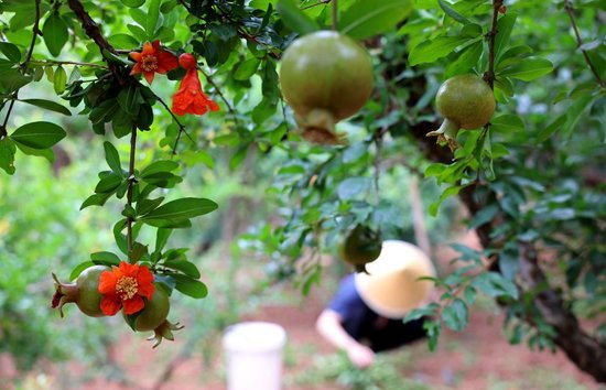 果农在山东枣庄峄城石榴园的石榴树下劳作（2025年6月18日摄）。新华社发（孙中喆 摄）