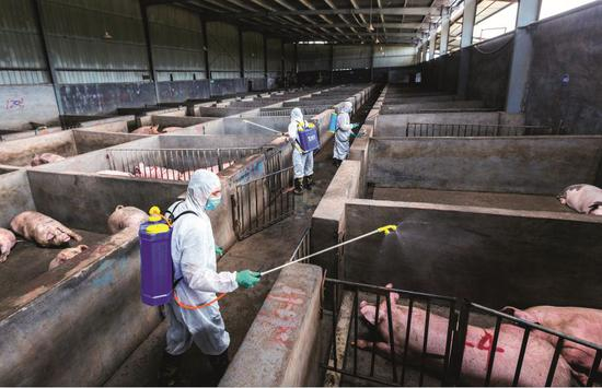 　　2018年8月22日，浙江金华金东区畜牧兽医局工作人员，对屠宰场和养殖场场地、栏舍、装载运输车进行消毒。图/ 视觉中国