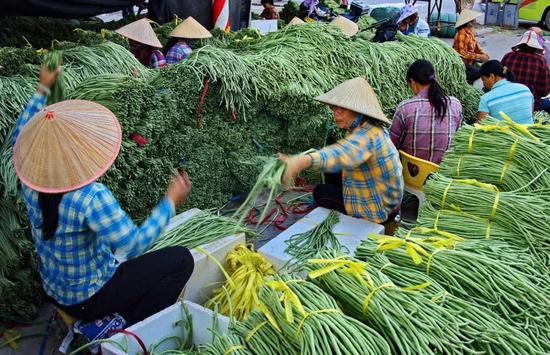  ▲&nbsp;海南三亚蔬菜基地，长豇豆打包忙。图/VCG