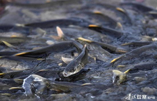  ��Ⱥ��ӵ����㡣�ղ�����ý�����Ĺ�ͼ