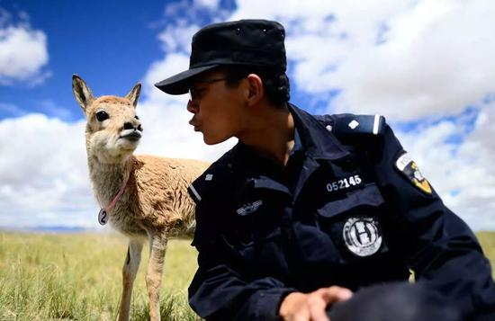  索南达杰保护站协警解安程在站内的救护中心陪小藏羚羊玩耍。新华社记者张宏祥摄