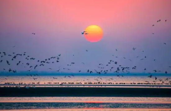 网湖观鸟 来源：黄石日报