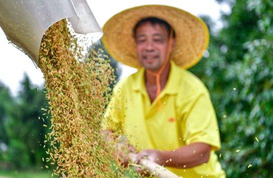  贵州省岑巩县水尾镇新场村的农民将收获的杂交水稻种子装车（2023年8月26日摄）。新华社记者 杨文斌 摄