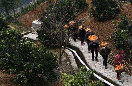 重庆市巫山县下庄村党支部书记毛相林（右二）和下庄村村民在背运刚采摘的柑橘（2021年1月7日摄）。新华社记者 王全超 摄