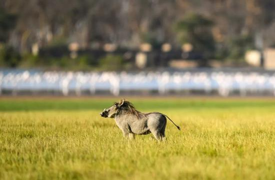  图为“彭彭”疣猪。新华社记者李琰摄