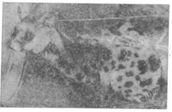 1992年2月，被居民抓住的小灵猫&nbsp; &nbsp; 顾力华 摄