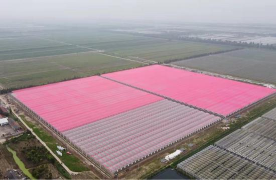 （温室的红色遮阳罩打开后。资料照片）