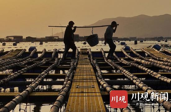  ▲巫其石且（左）和吉尔阿木是体力活的搭档，每天下午都要准备好第二天喂养海参的饲料