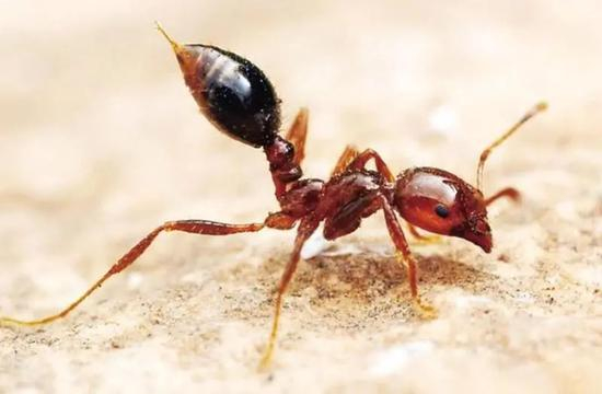 红火蚁