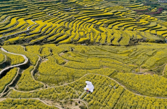 ↑鸟瞰油菜花盛开的覆卮山古梯田（4月3日摄，无人机照片）。