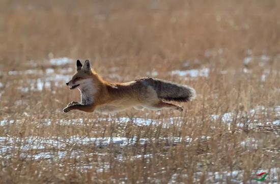  赤狐&nbsp;&nbsp;程功摄