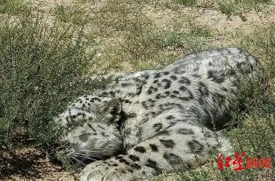 此前在内蒙古四子王旗发现的雪豹。图据新华网
