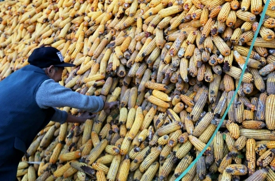  村民家的玉米已发霉长毛。