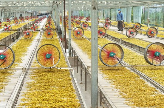 企业员工在湖南省衡阳市祁东县黄土铺镇加工黄花菜（2025年6月23日摄，无人机照片）。新华社发（曹正平 摄）