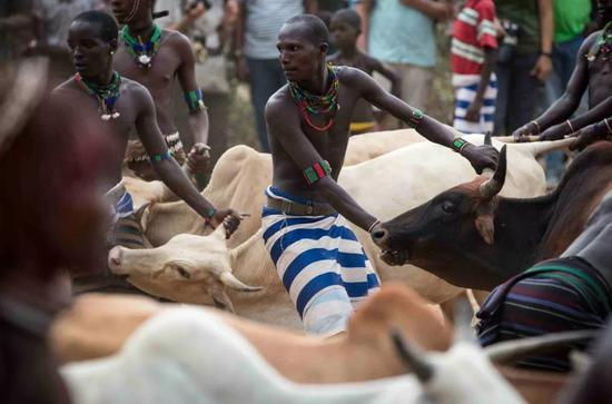 哈莫族村民为跳牛仪式做准备