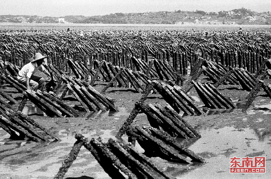 上世纪80年代末至90年代初，晋江市金井镇丙洲村发展浅海滩涂养殖业，养殖挂耗、石耗3000多亩，人均年增收1000多元。 福建日报记者 林辉龙 摄